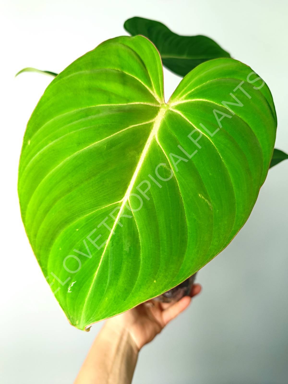 philodendron for tortoise Philodendron pastazanum (young plant)