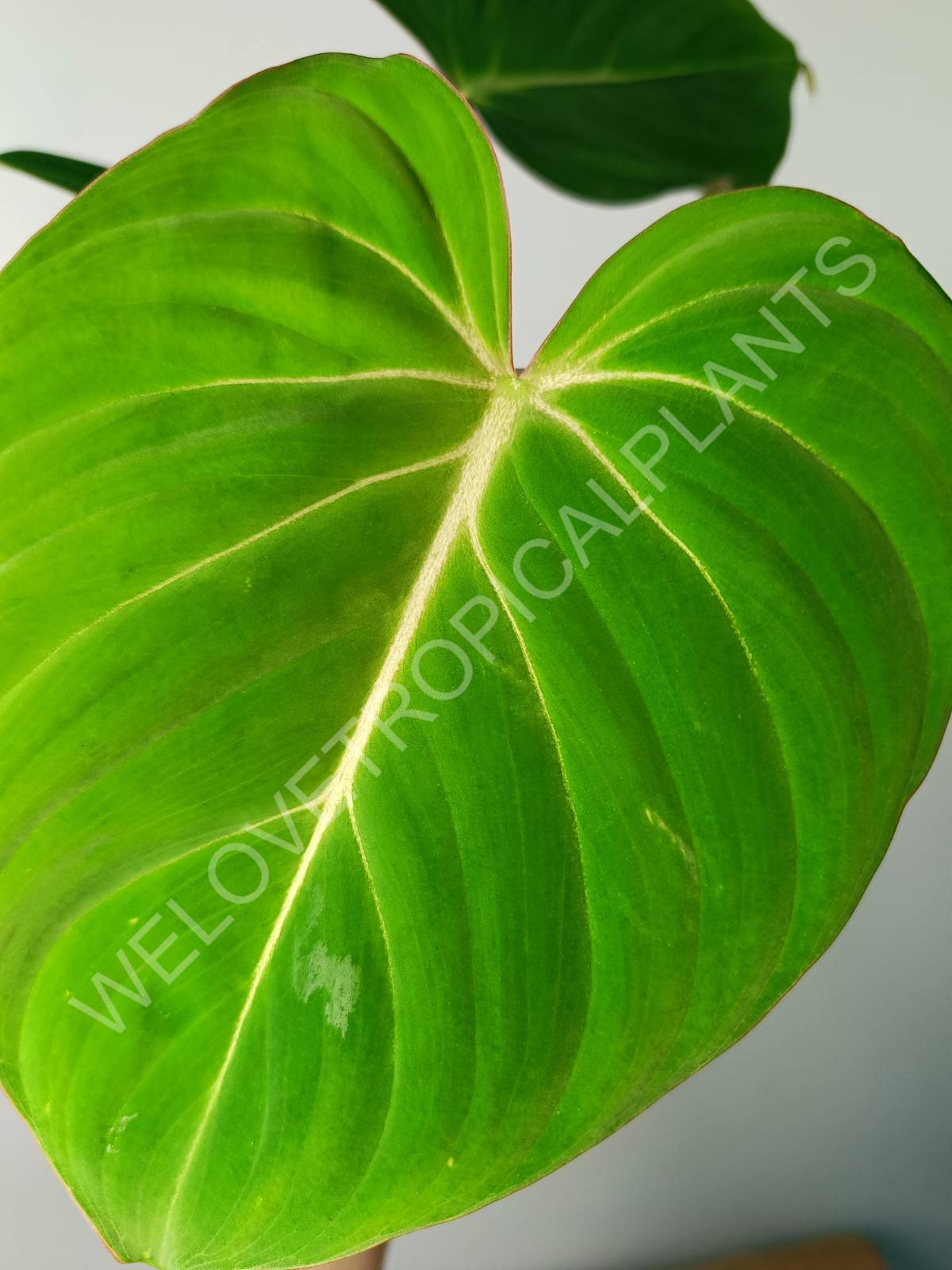 pasta plant philodendron Philodendron pastazanum (young plant)