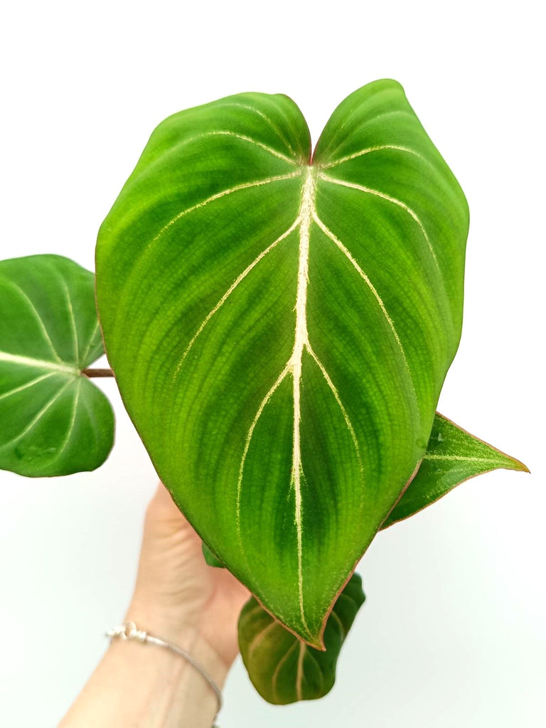 Philodendron gloriosum round form