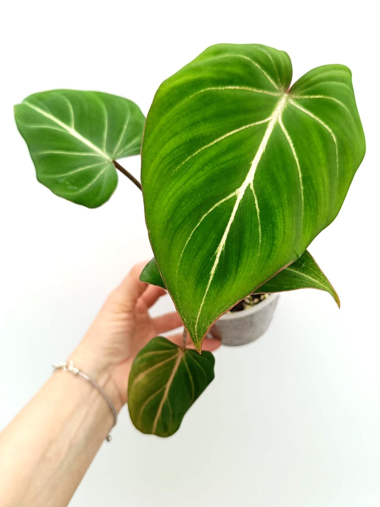 Philodendron gloriosum round form