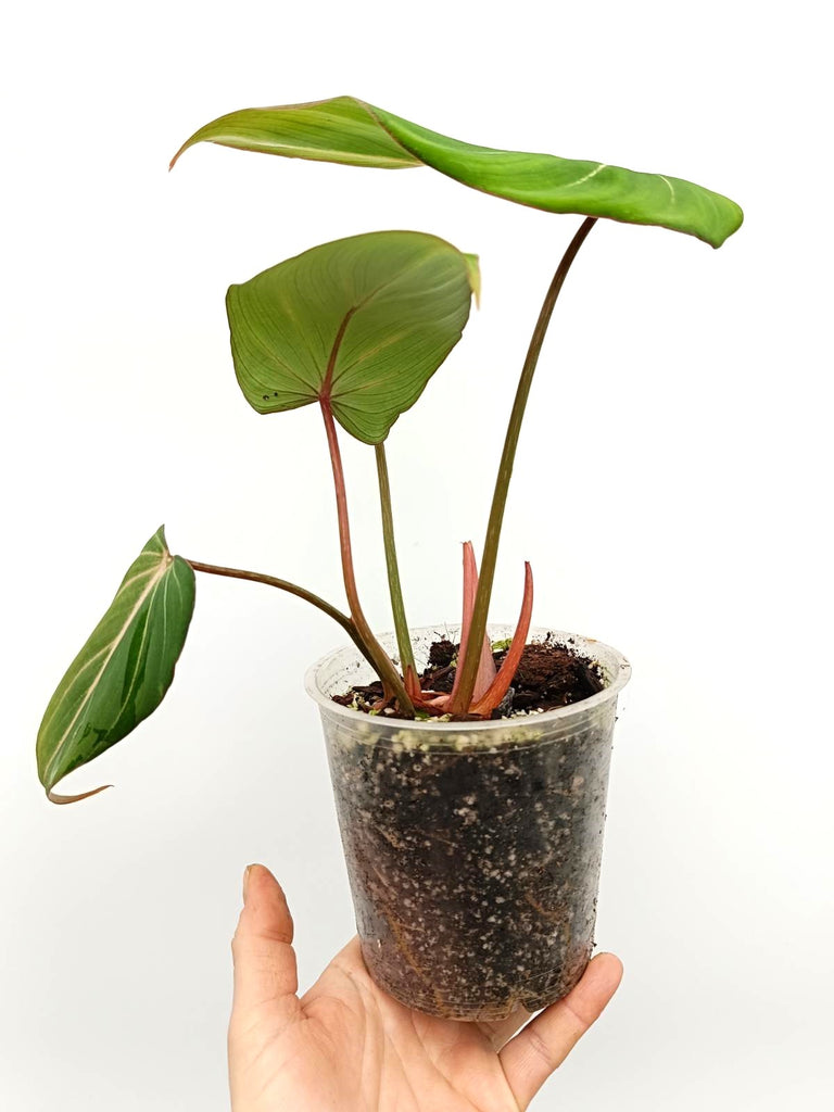 Philodendron gloriosum round form