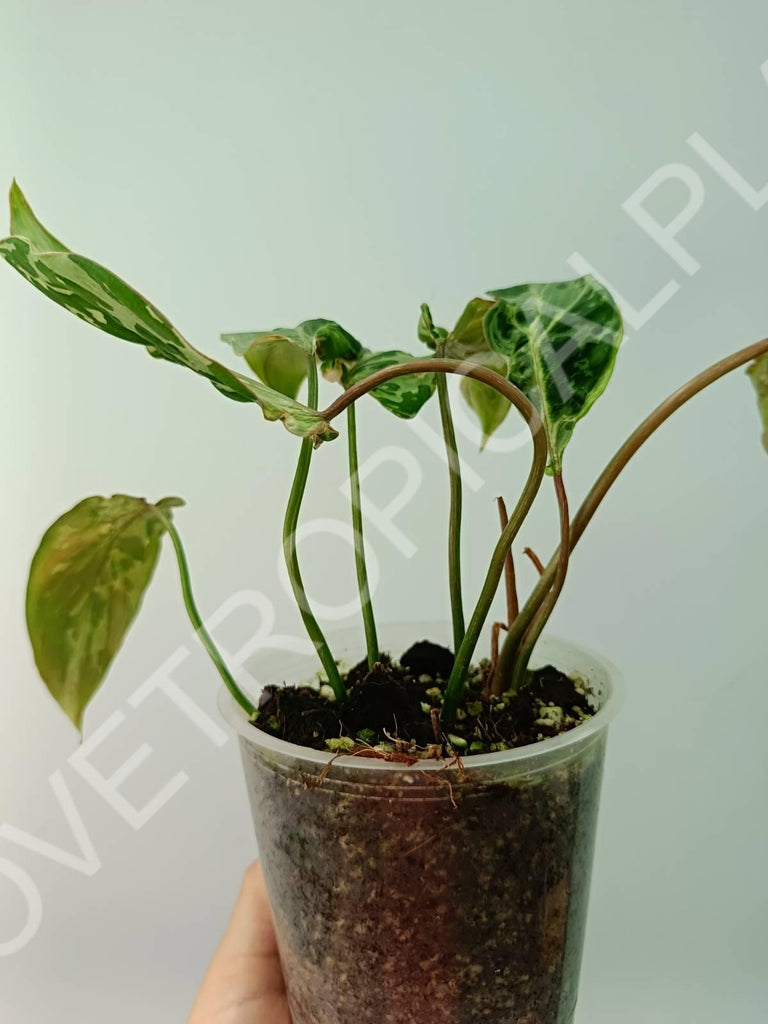 Philodendron gloriosum variegata