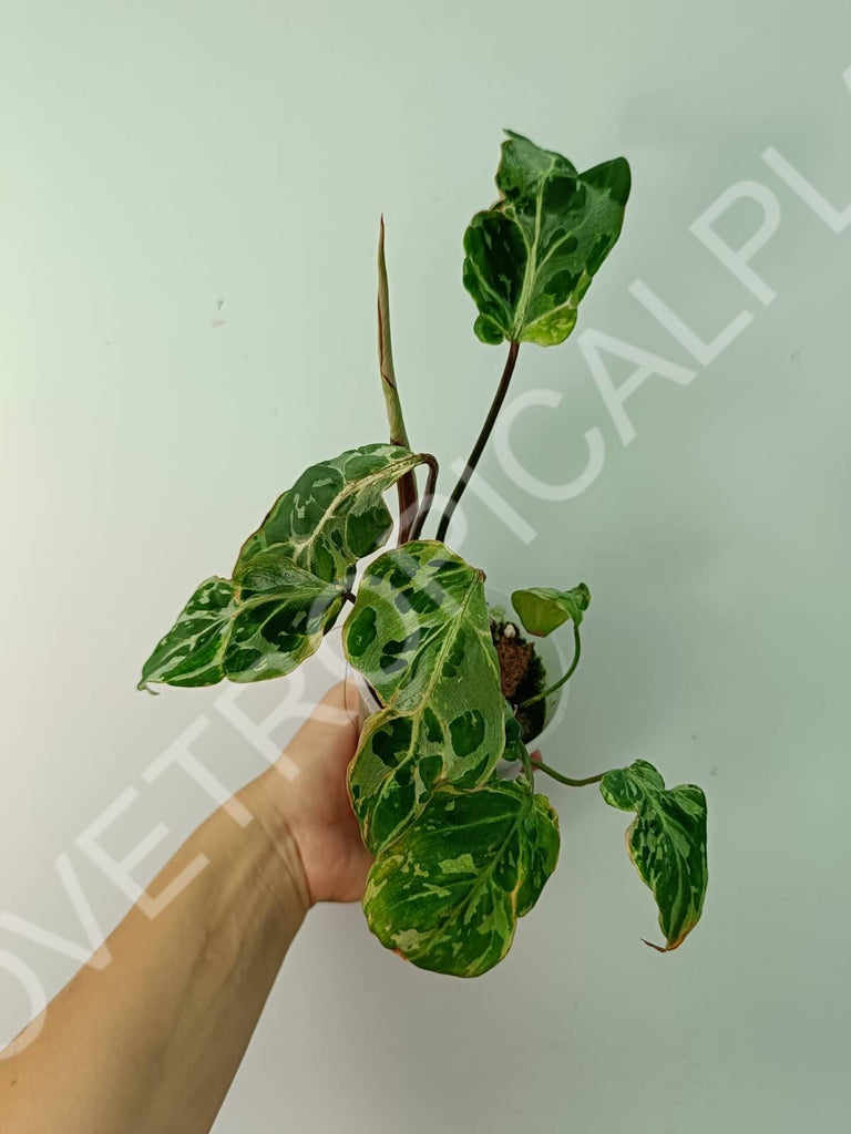 Philodendron gloriosum variegata