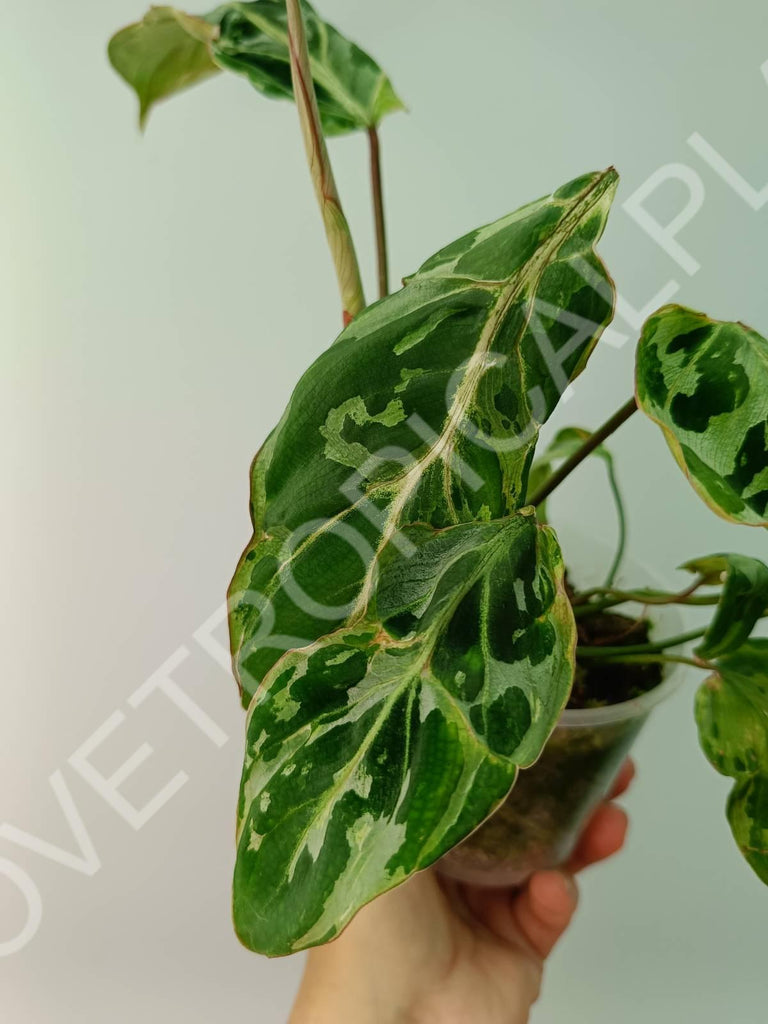 Philodendron gloriosum variegata