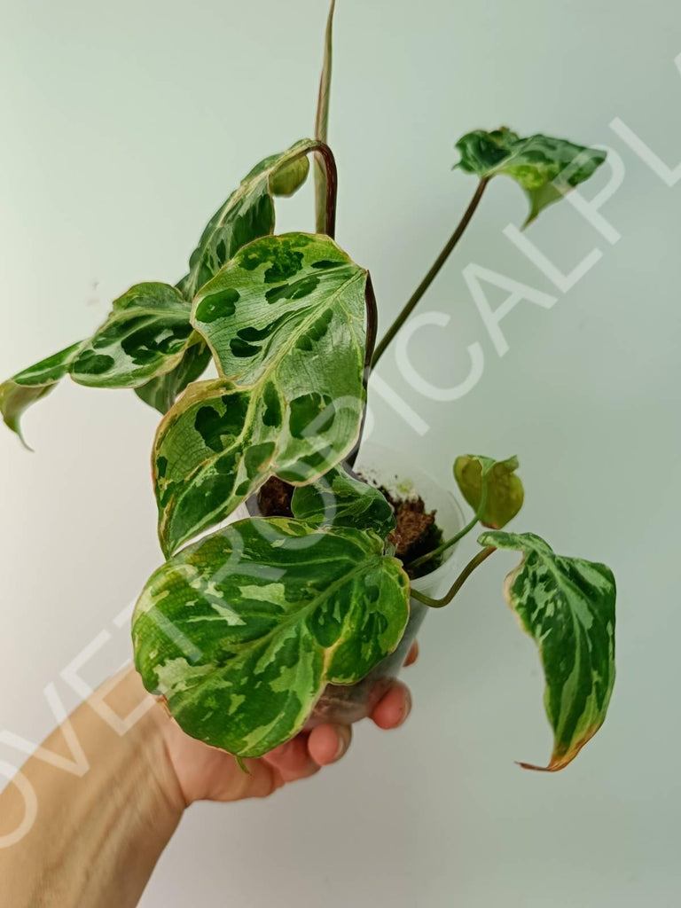 Philodendron gloriosum variegata