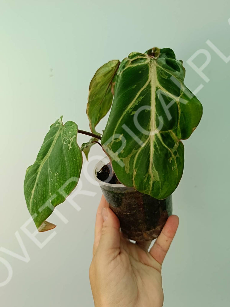 Philodendron gloriosum variegata