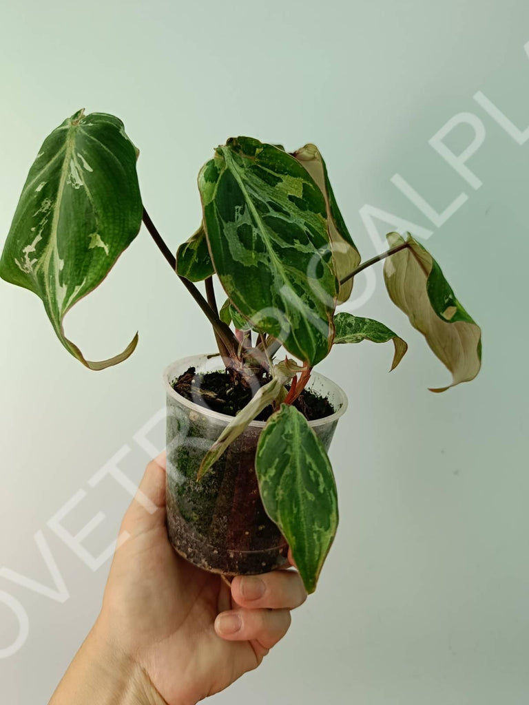 Philodendron gloriosum variegata