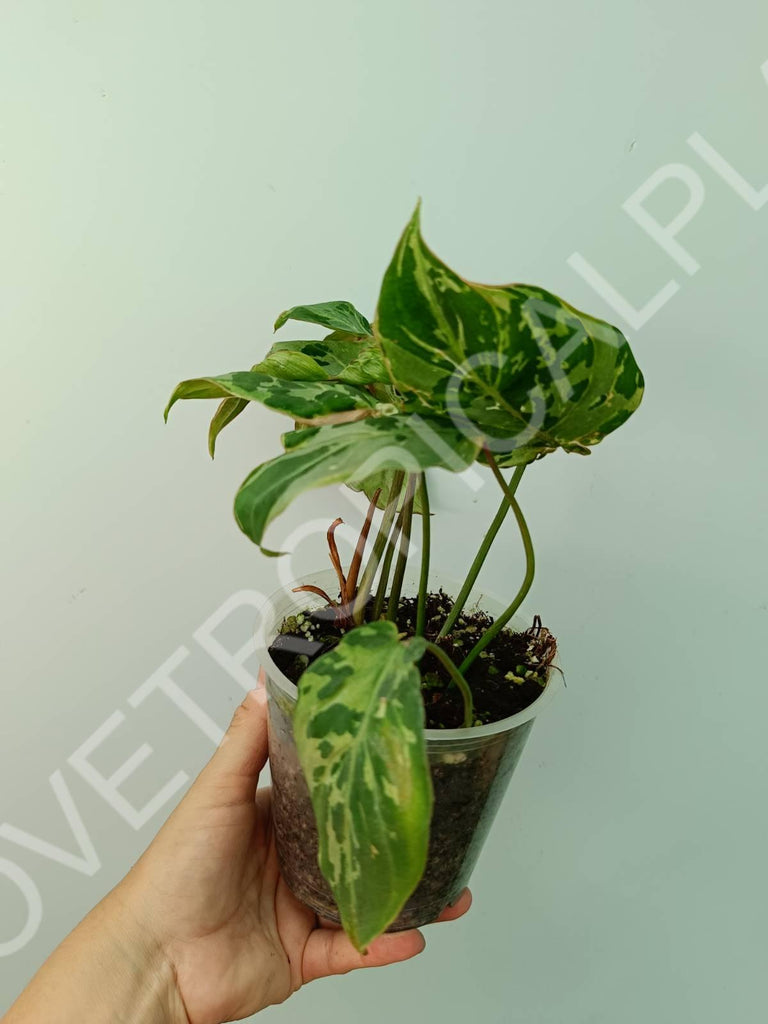 Philodendron gloriosum variegata