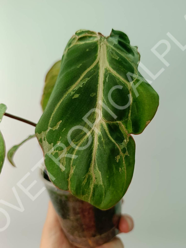 Philodendron gloriosum variegata