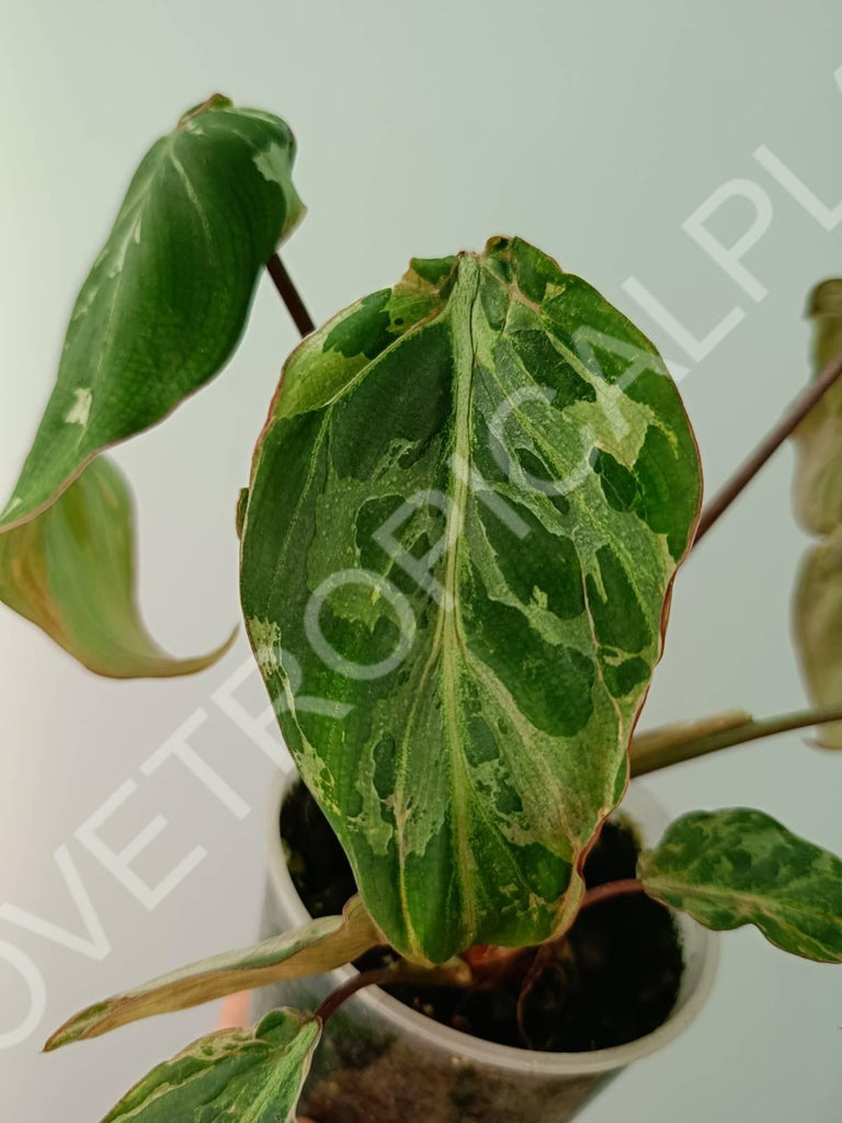 Philodendron gloriosum variegata