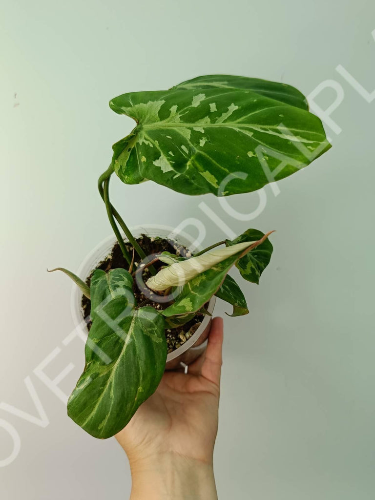 Philodendron gloriosum variegata