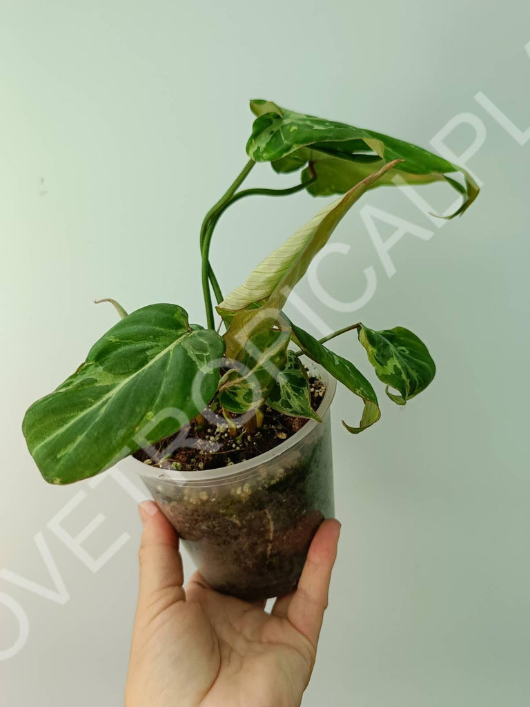 Philodendron gloriosum variegata