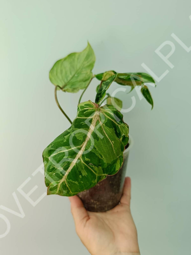 Philodendron gloriosum variegata