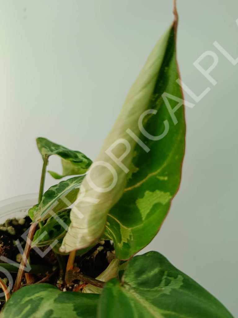 Philodendron gloriosum variegata