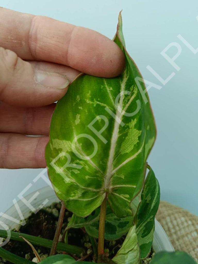 Philodendron gloriosum variegata