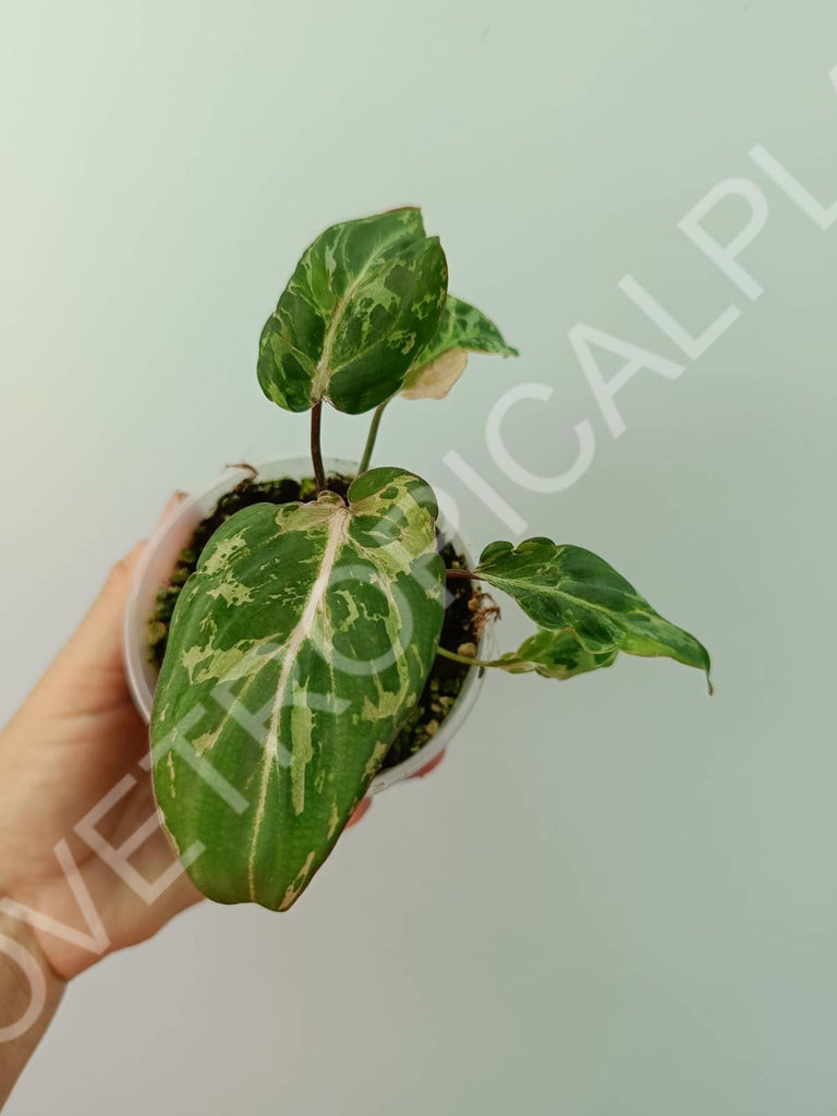 Philodendron gloriosum variegata