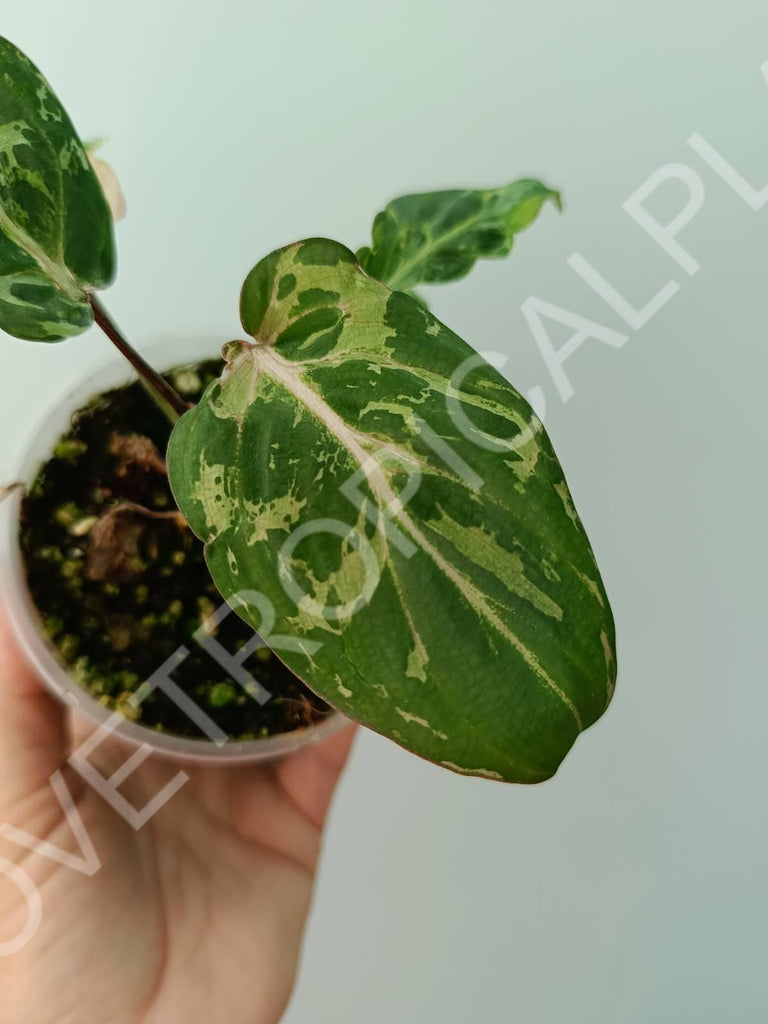 Philodendron gloriosum variegata