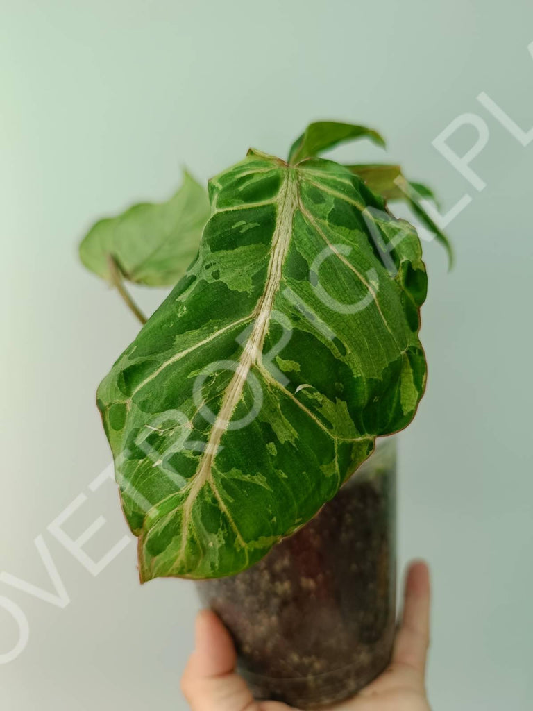 Philodendron gloriosum variegata