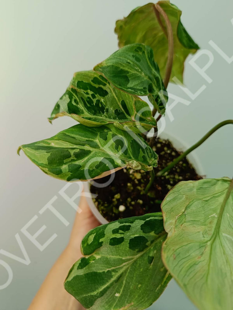 Philodendron gloriosum variegata