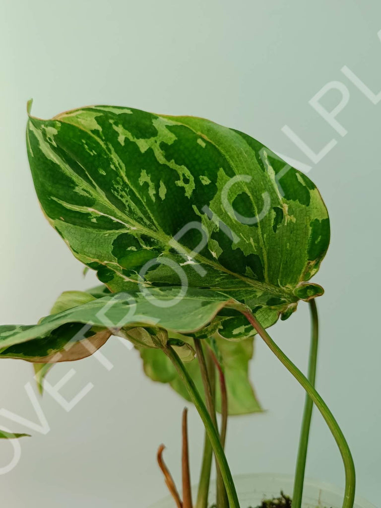 Philodendron gloriosum variegata