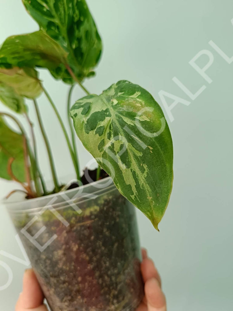 Philodendron gloriosum variegata