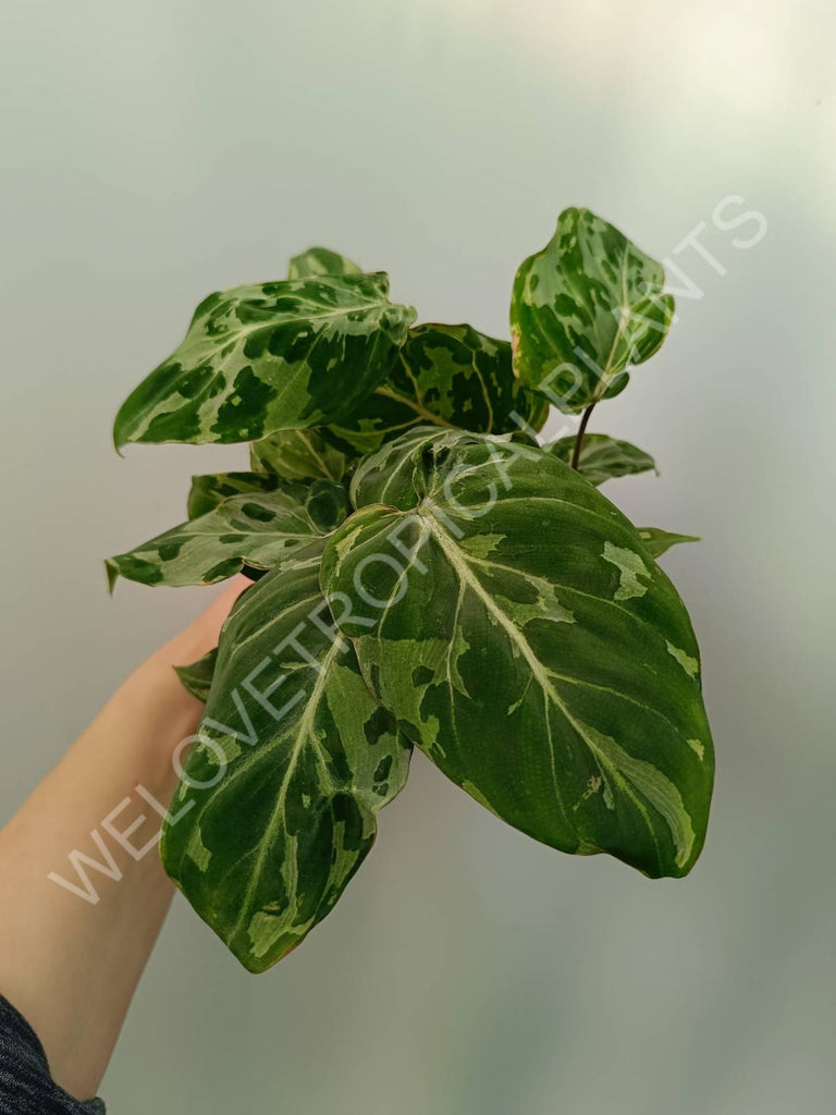 Philodendron gloriosum variegata