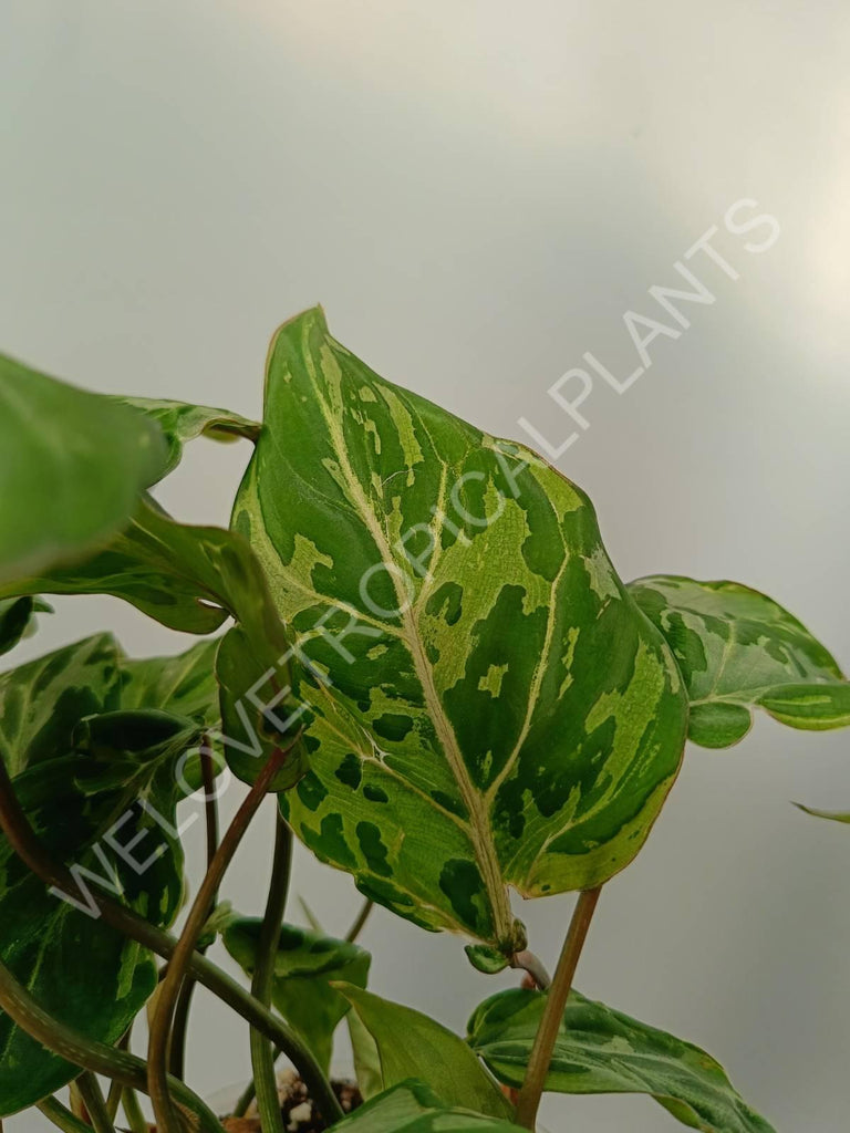 Philodendron gloriosum variegata