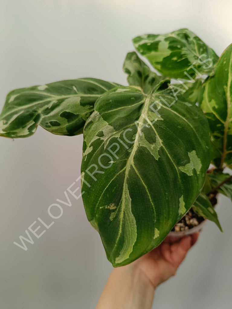 Philodendron gloriosum variegata