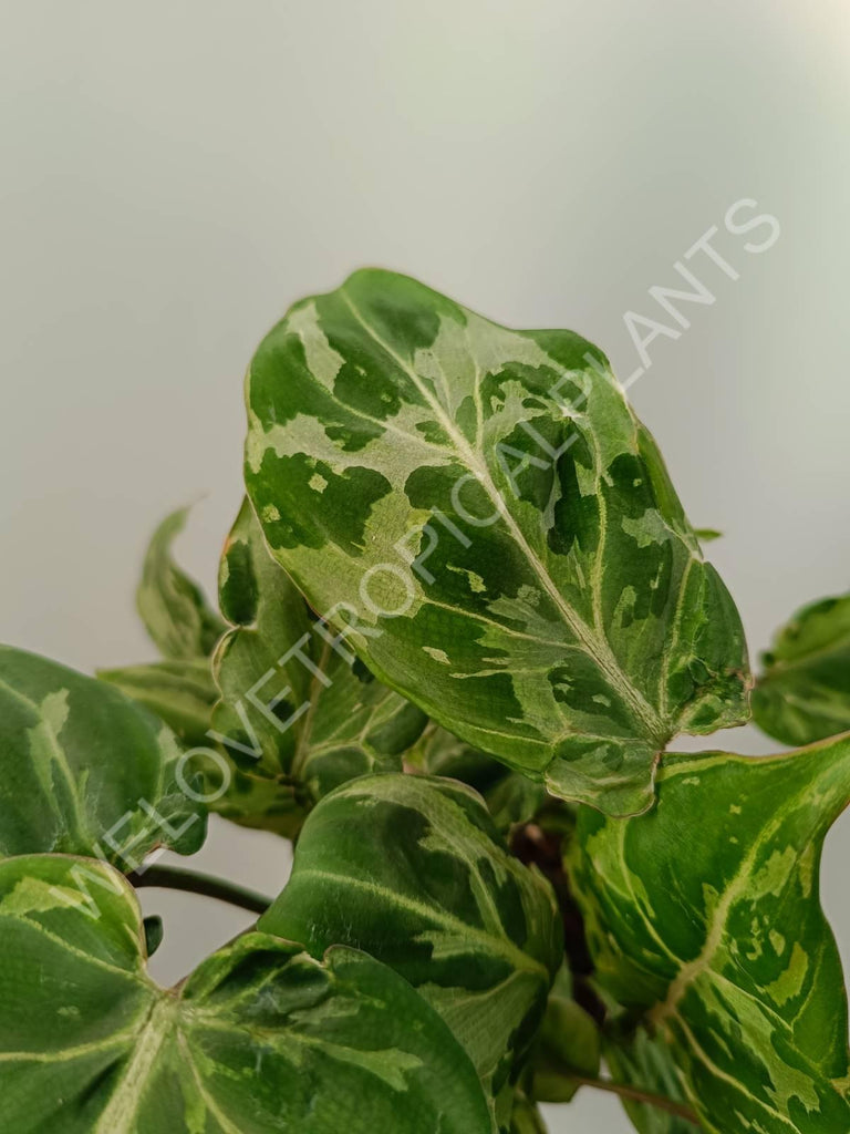 Philodendron gloriosum variegata