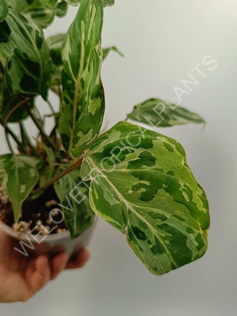 Philodendron gloriosum variegata