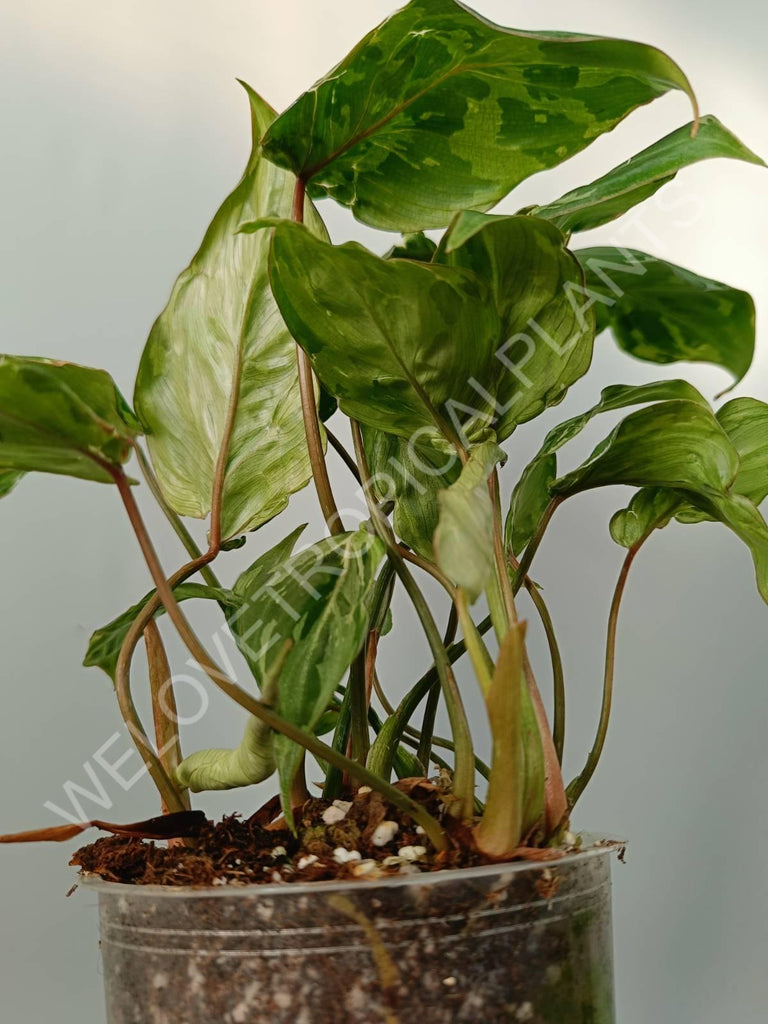 Philodendron gloriosum variegata