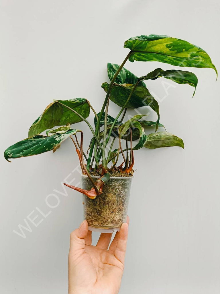 Philodendron gloriosum variegata