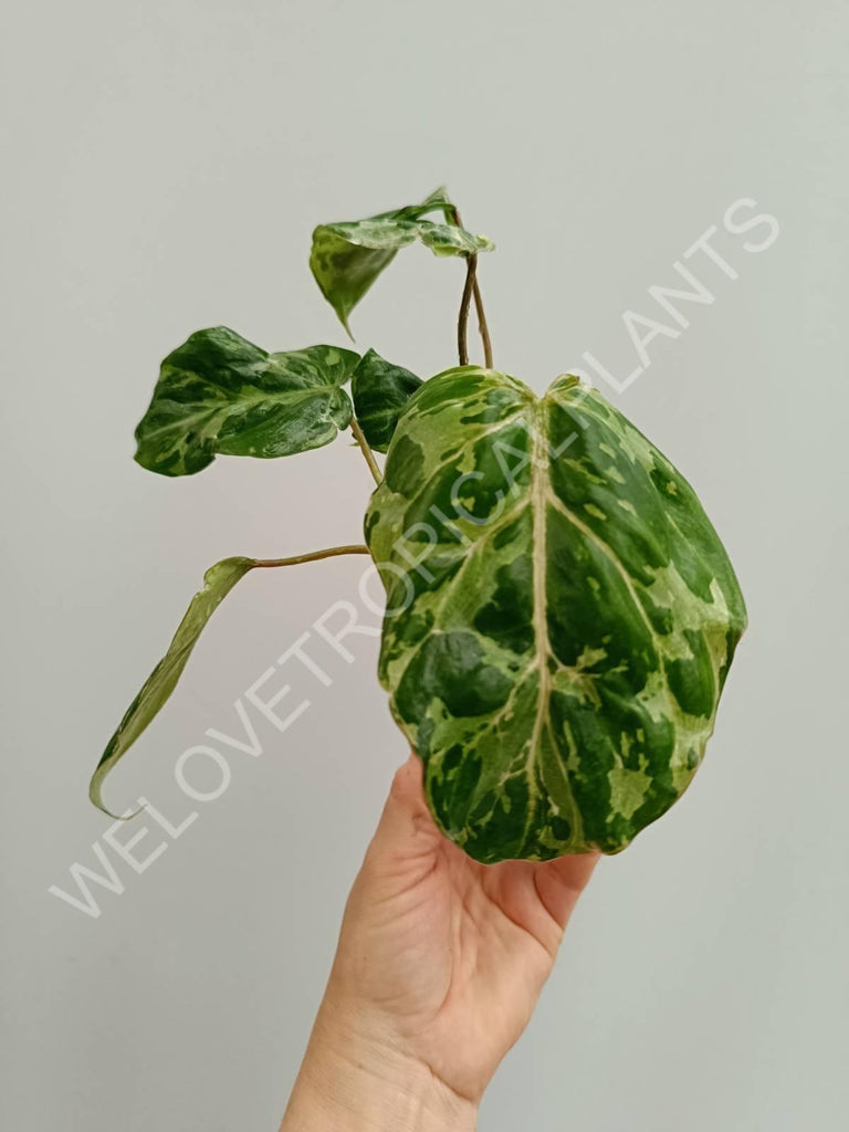 Philodendron gloriosum variegata