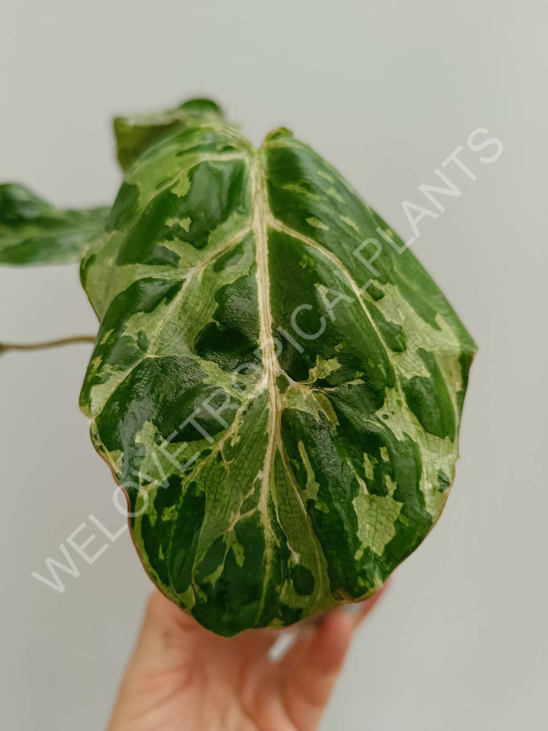 Philodendron gloriosum variegata