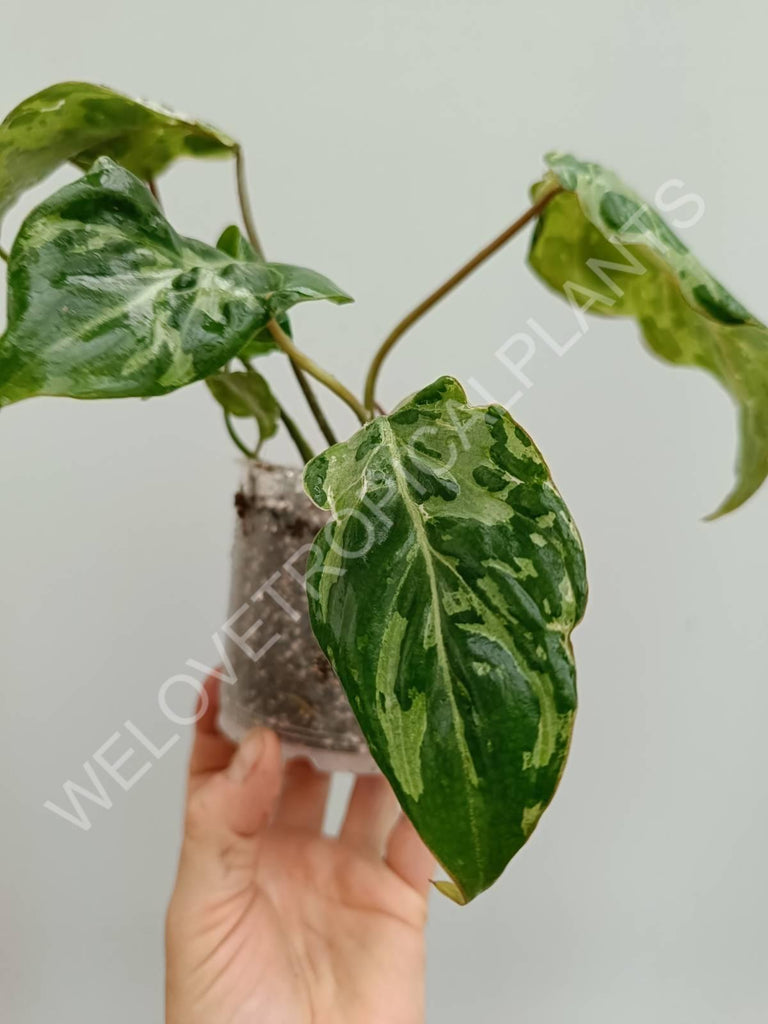 Philodendron gloriosum variegata