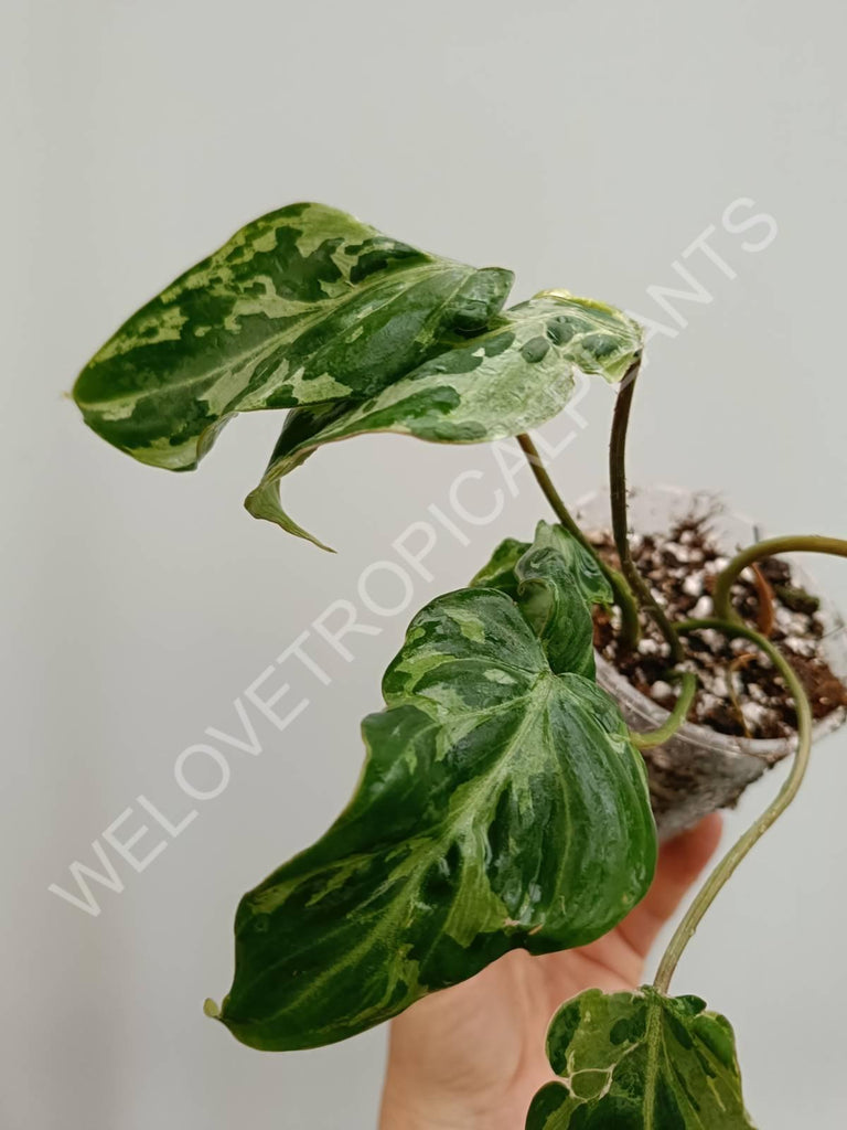 Philodendron gloriosum variegata