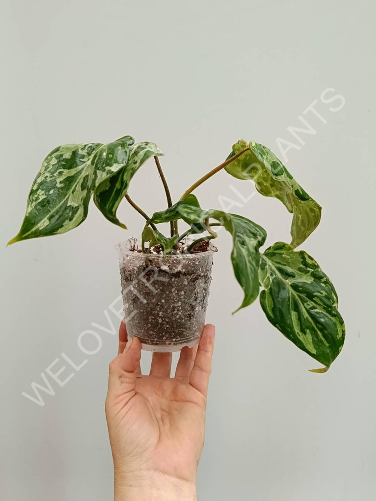 Philodendron gloriosum variegata