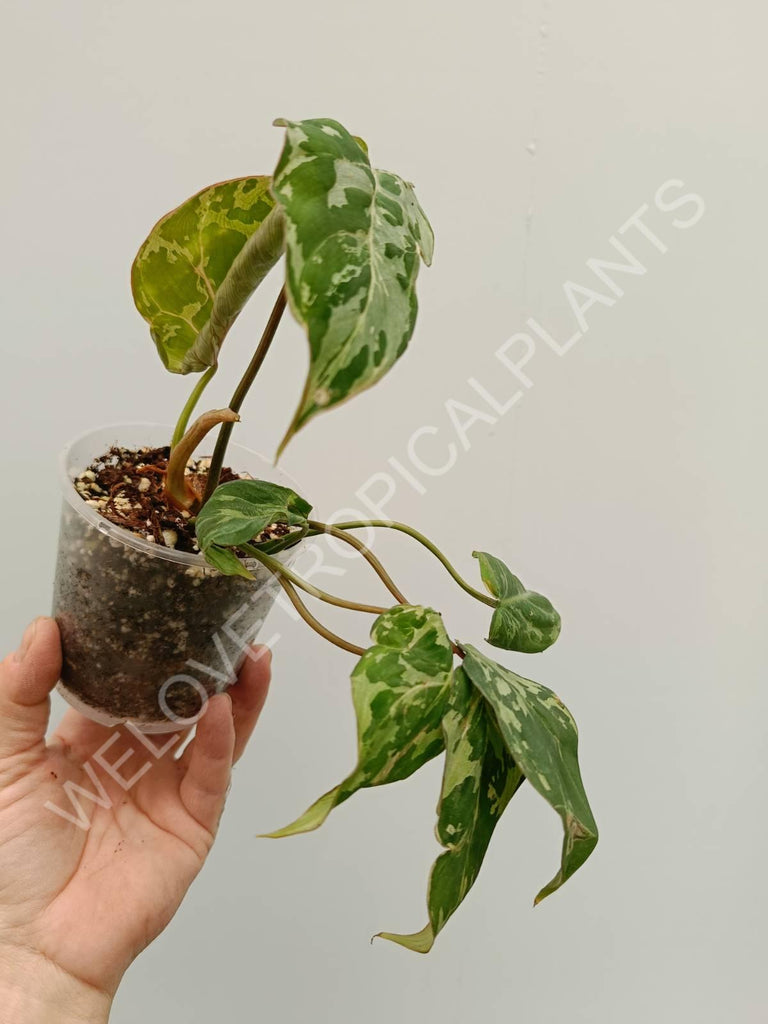 Philodendron gloriosum variegata