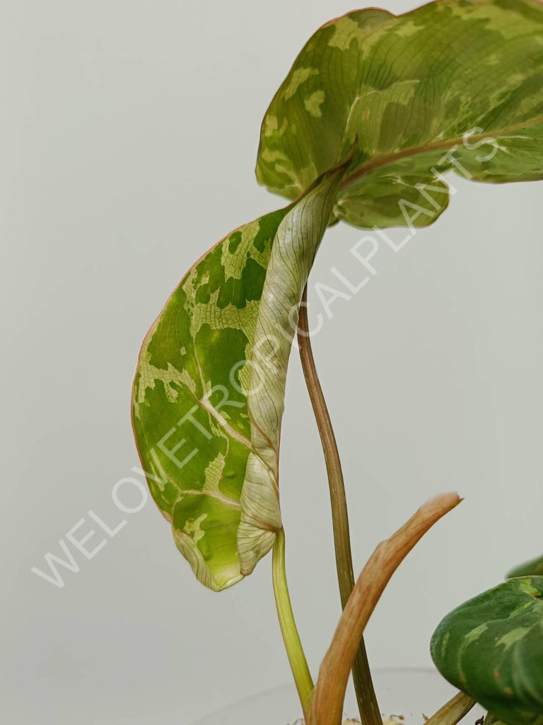 Philodendron gloriosum variegata