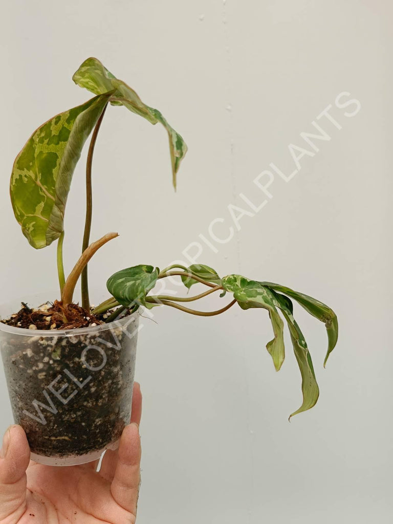 Philodendron gloriosum variegata