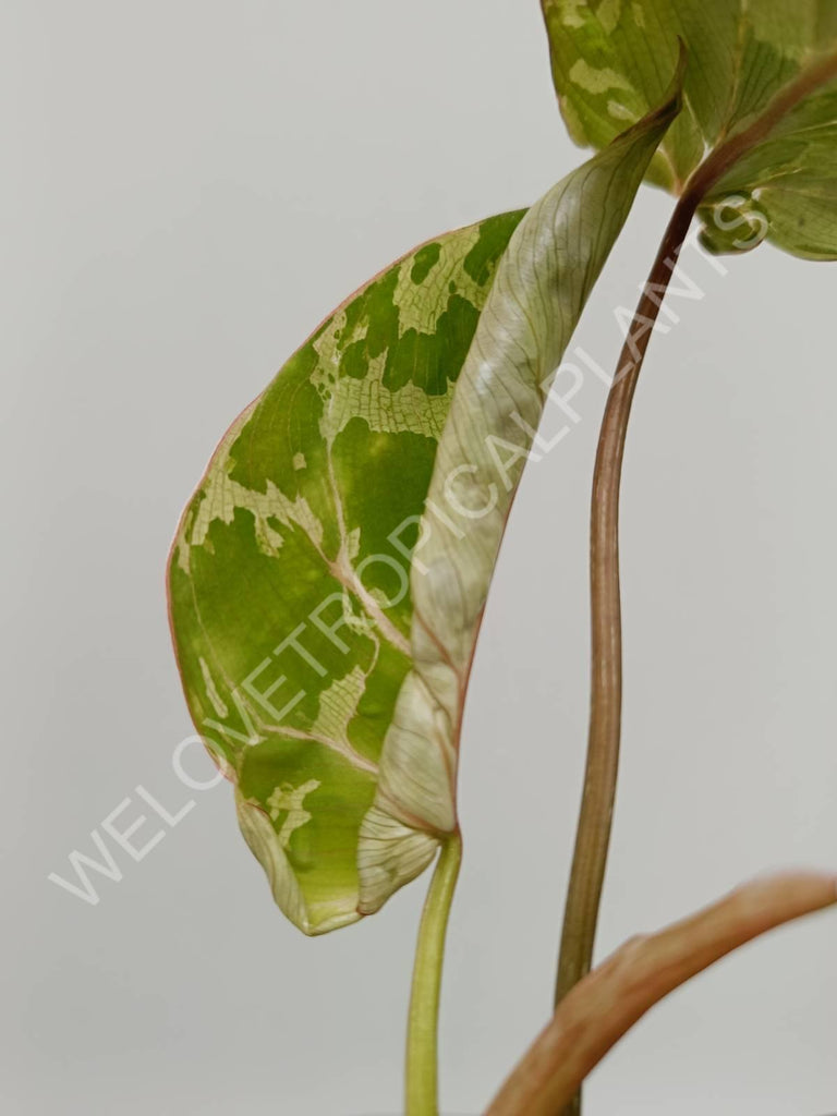 Philodendron gloriosum variegata