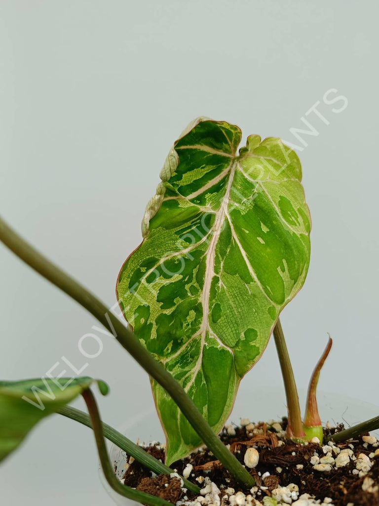 Philodendron gloriosum variegata