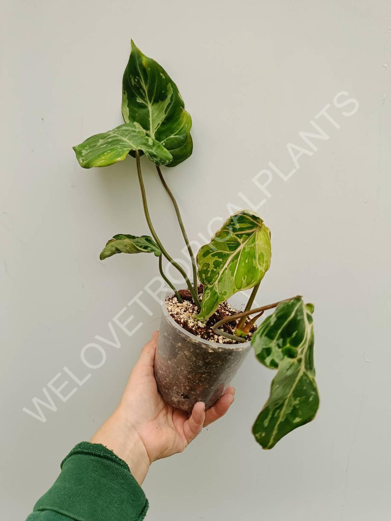 Philodendron gloriosum variegata