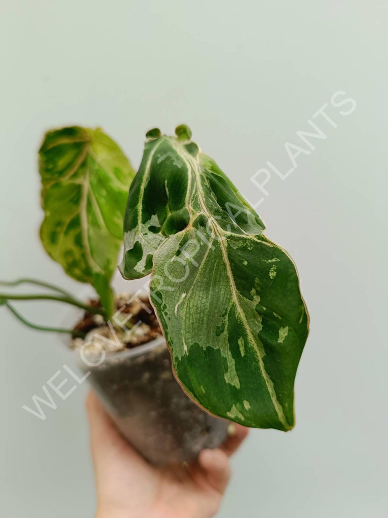 Philodendron gloriosum variegata