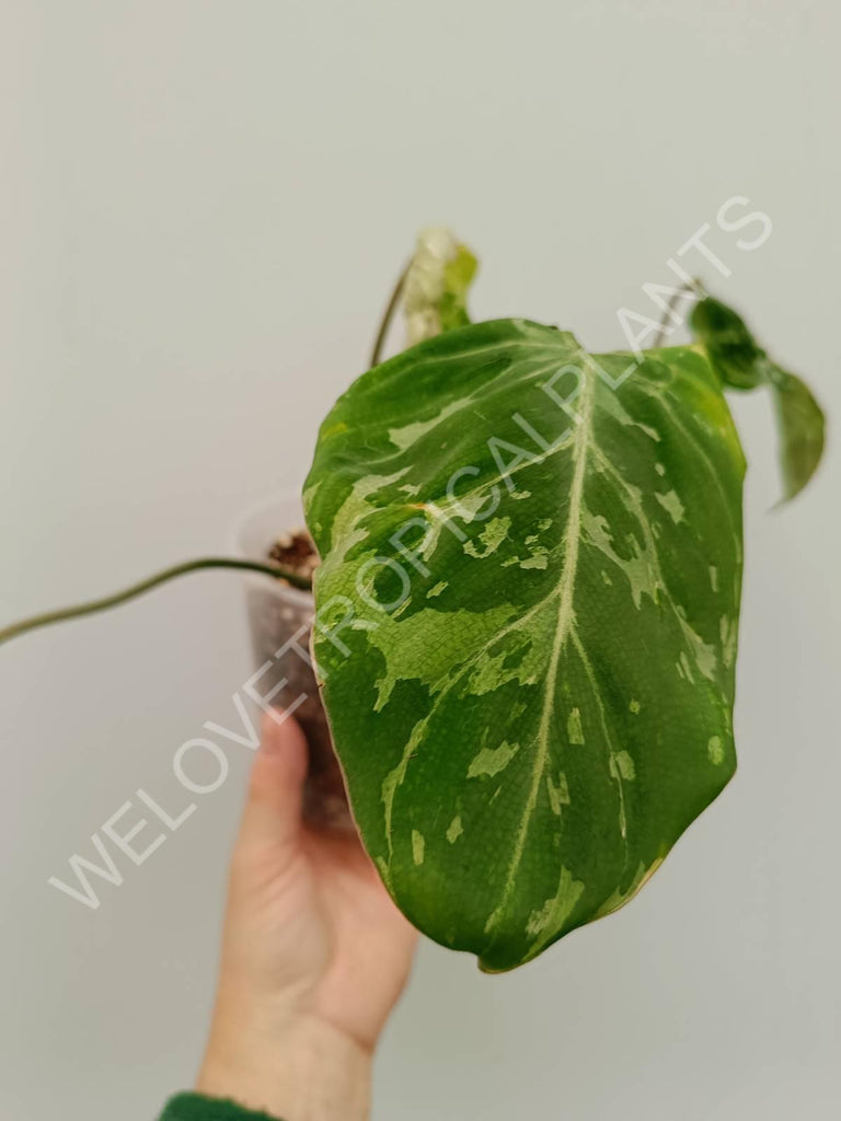 Philodendron gloriosum variegata