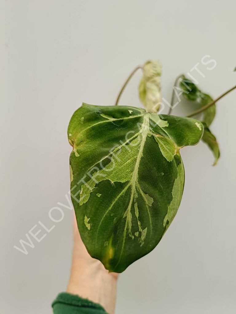 Philodendron gloriosum variegata