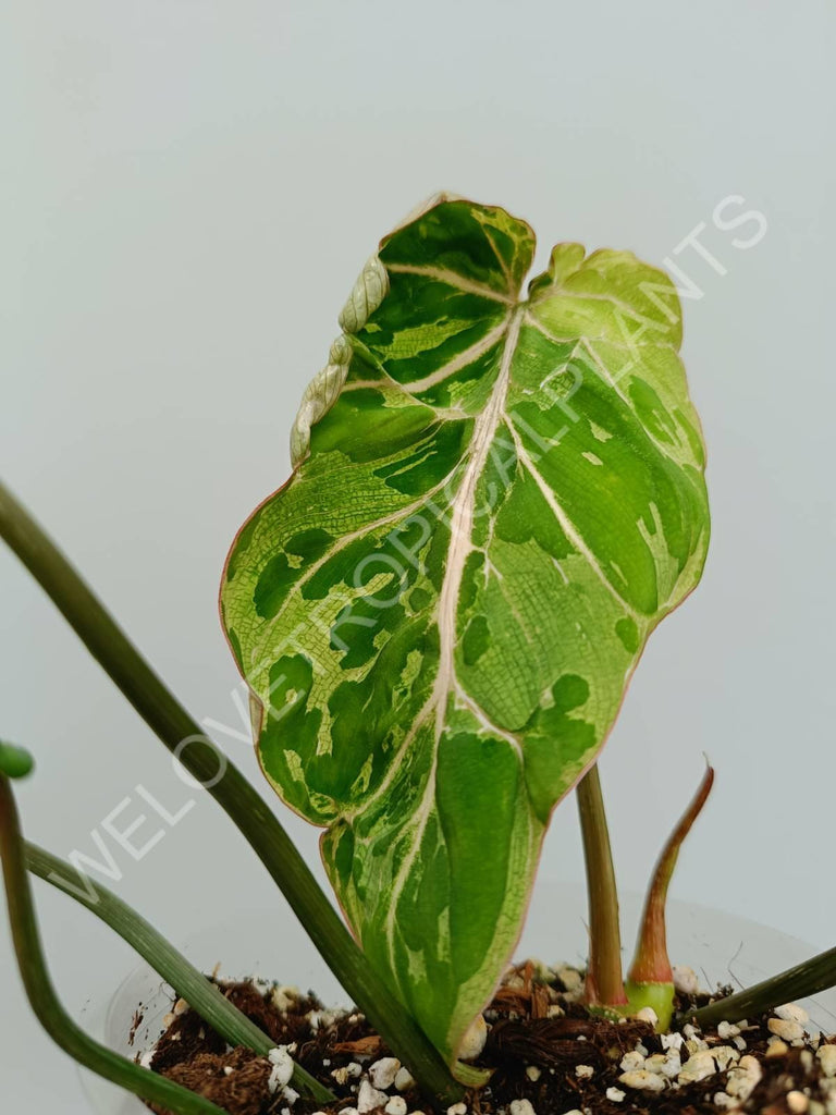 Philodendron gloriosum variegata