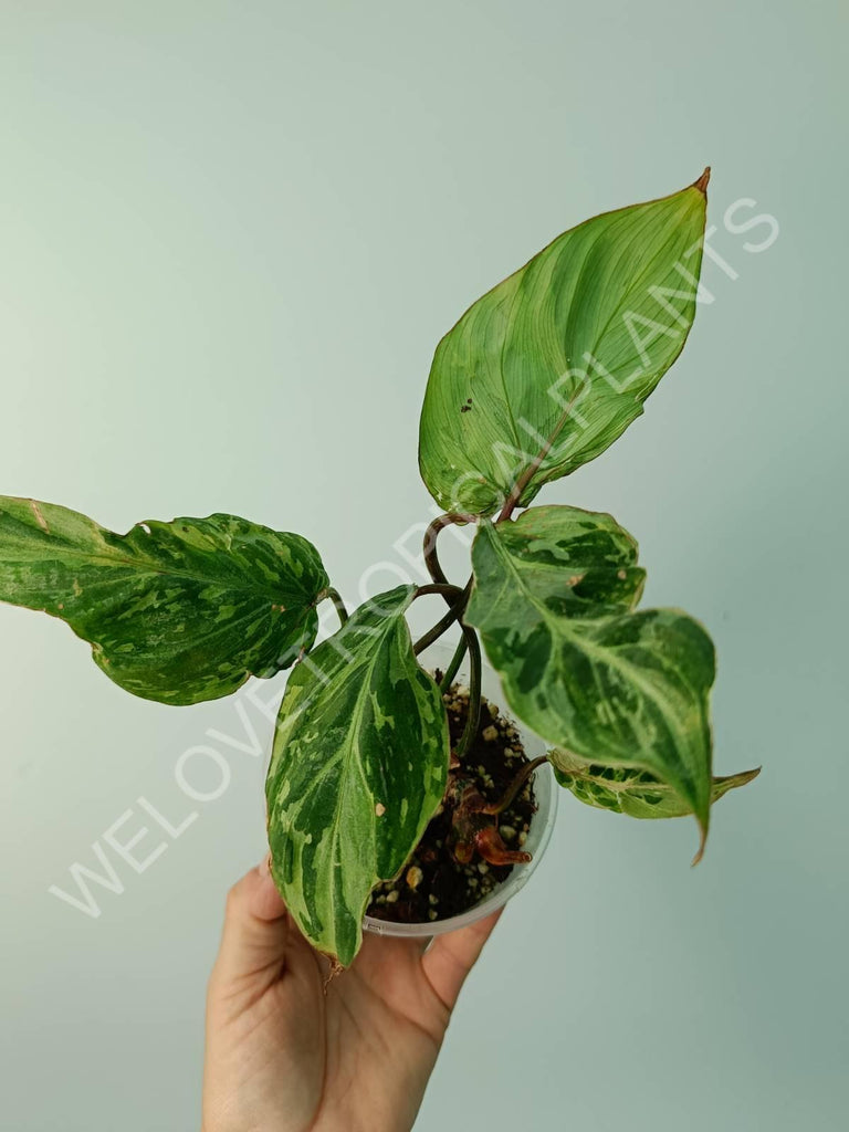 Philodendron gloriosum variegata