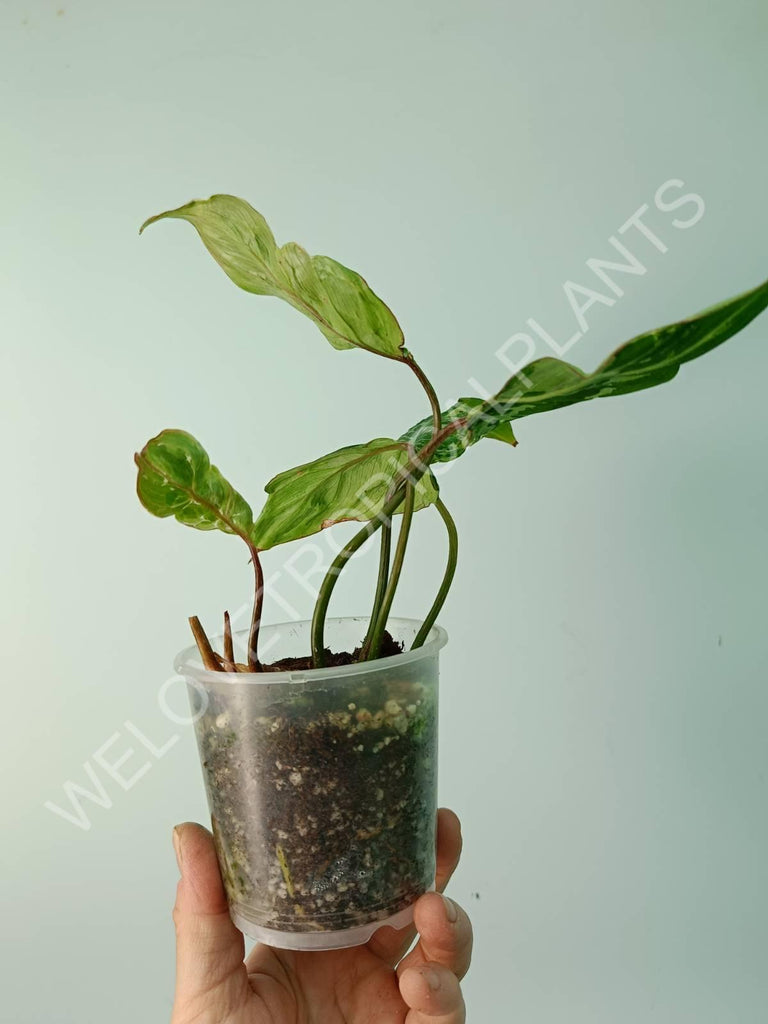 Philodendron gloriosum variegata