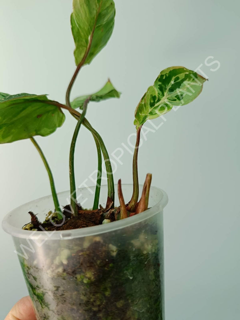 Philodendron gloriosum variegata